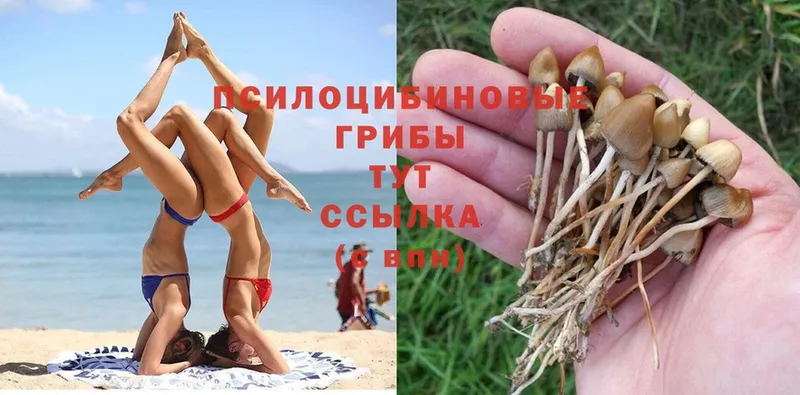 нарко площадка какой сайт  Курган  Галлюциногенные грибы Psilocybe 